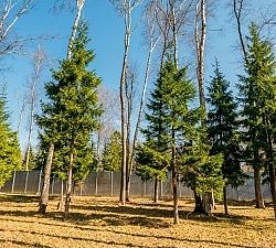 11681 КП Антоновка. Участок 82 сотки, Роскошный участок с соснами!