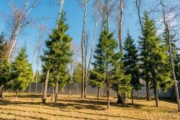 11681 КП Антоновка. Участок 82 сотки, Роскошный участок с соснами!