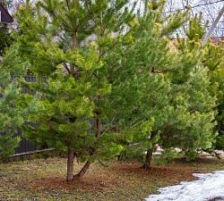 11239 Милюково. Участок 45 соток в Новой Москвы в уютном  обжитом поселке
