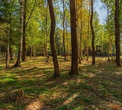 11585 КП Зеленые Холмы. Уникальный участок 50 соток у лесного массива