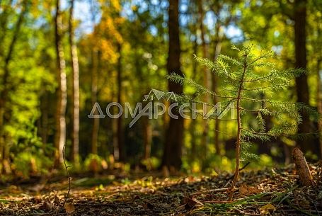 КП Зеленые Холмы