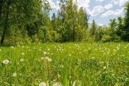 10875 КП У реки. Уникальный участок 83 сот. на берегу реки Десна