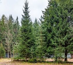  11491 КП Иславское. Лесной участок 26 соток