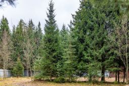  11491 КП Иславское. Лесной участок 26 соток