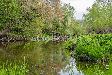 10418 Красное. Видовой лесной участок рядом с рекой 