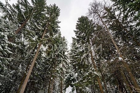 Новая Рожновка