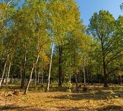 11251 КП Зеленые Холмы. Земельный участок 11,6 соток под индивидуальную жилую застройку 11251 КП Зеленые Холмы. Земельный участок 11,6 соток под индивидуальную жилую застройку
