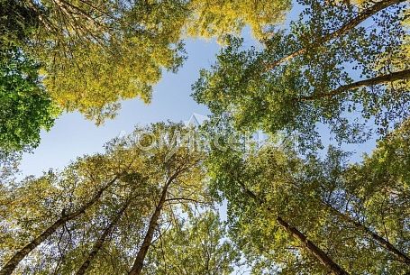 Зеленые Холмы Зеленые Холмы