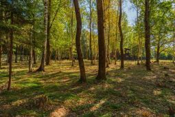 11337 КП Зеленые Холмы. Земельный участок 25 соток под индивидуальную жилую застройку