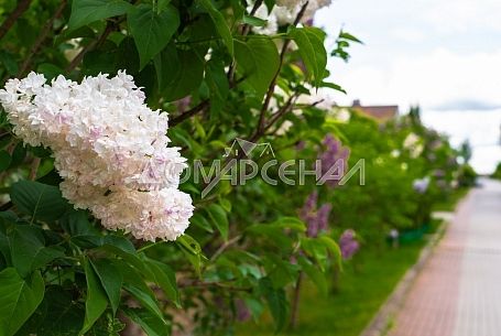 Купить участок в коттеджном поселоке Гайд Парк